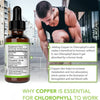 Liquid Chlorophyll Drops for Detox & Immunity
